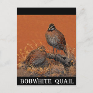 Carte Postale Bobwhite Quail (Georgia, Missouri and Tennessee)