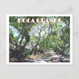 Carte Postale Boca Grande, Gasparilla Island, Floride Banyans
