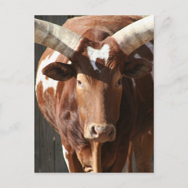 Carte Postale Boeuf d'Ankole-Watusi avec les klaxons énormes (Devant)