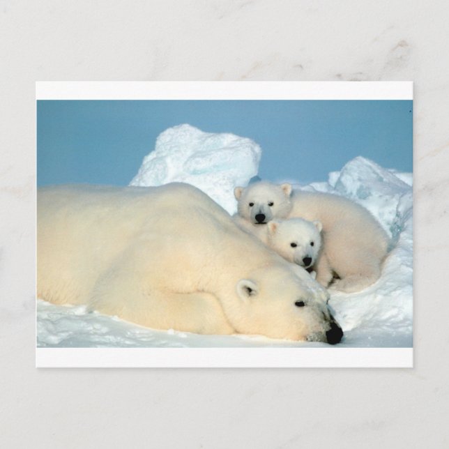 Carte Postale Boeuf d'ours polaire 1 (Devant)