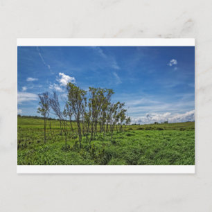 Carte Postale Bog Forest à Big Meadows
