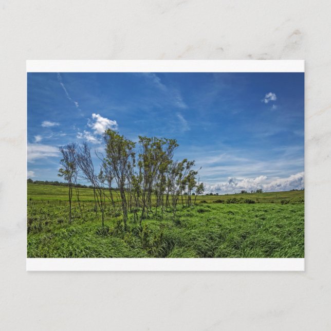 Carte Postale Bog Forest à Big Meadows (Devant)