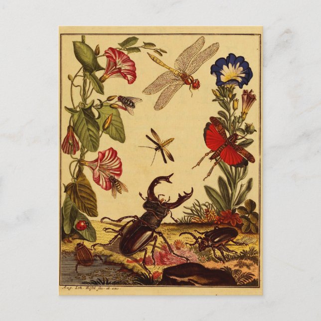 Carte Postale Bogue 1764 (Devant)