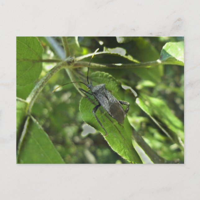 Carte Postale Bogue d'Assasin Noir Adulte (Reduviid) (Devant)
