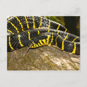 Carte Postale Boiga dendrophila ou serpent de mangrove