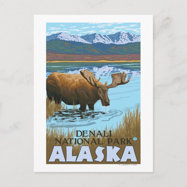Carte Postale Boire de l'orignal au lac - Parc national Denali, (Devant)