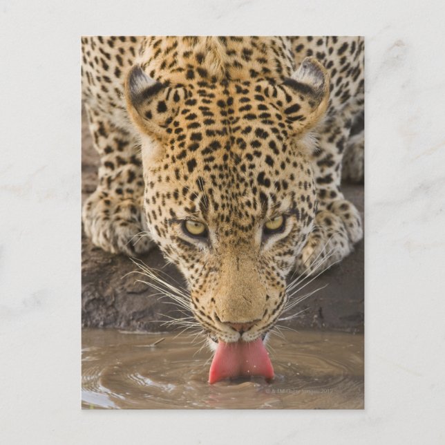 Carte Postale Boire du léopard, Parc national du Grand Kruger, (Devant)