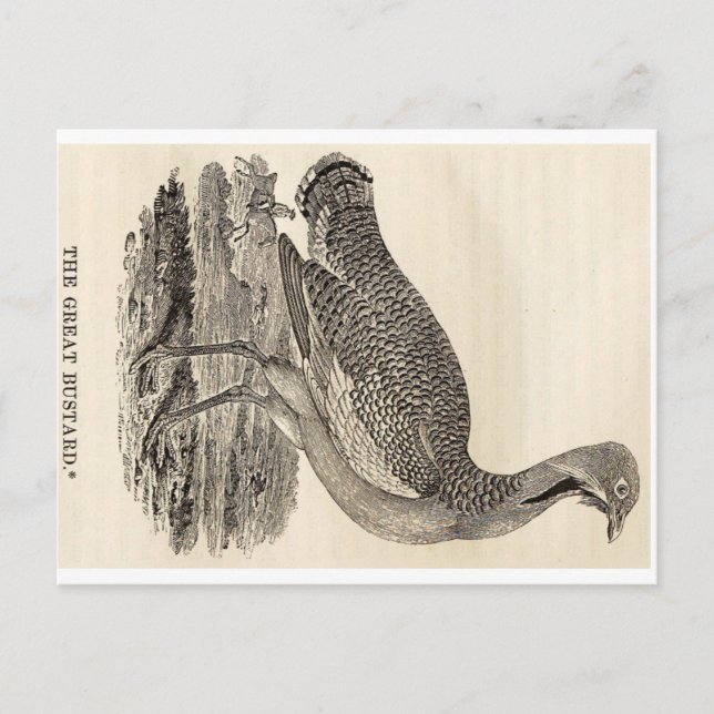 Carte postale Bois (Devant)