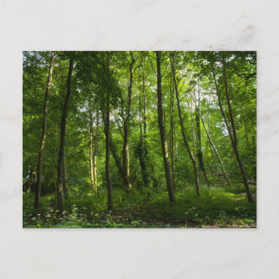 Carte Postale Bois. Blackweir Woods, Bute Park, Cardiff, Wal