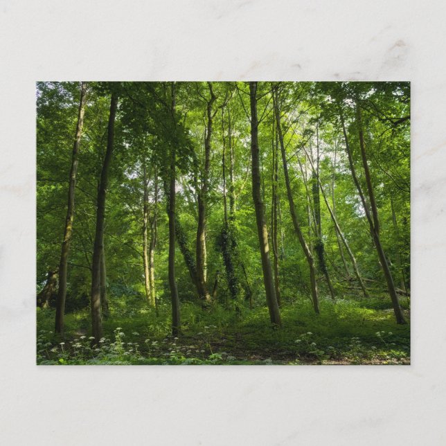 Carte Postale Bois. Blackweir Woods, Bute Park, Cardiff, Wal (Devant)