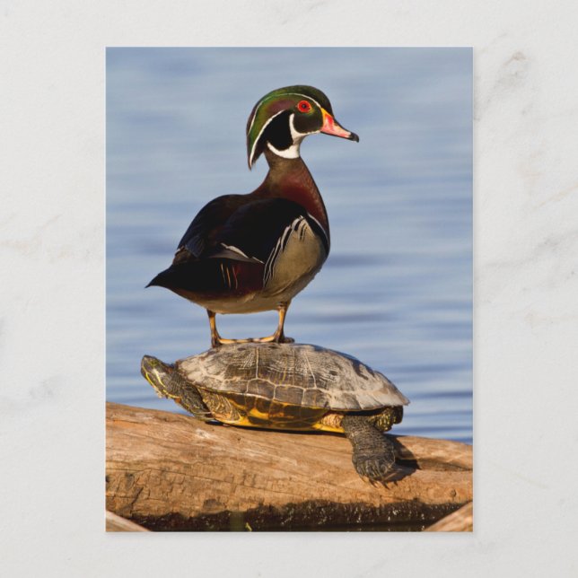 Carte Postale Bois Canard mâle debout sur le glisseur à oreilles (Devant)