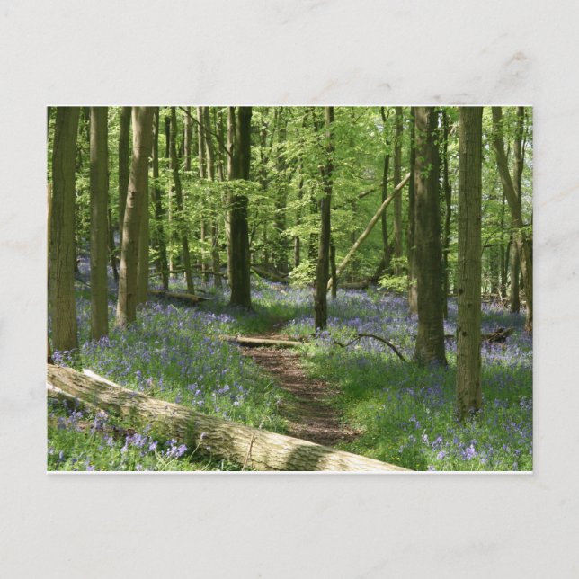 Carte Postale Bois de Bluebell (Devant)