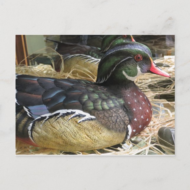 Carte Postale Bois de canard (Devant)