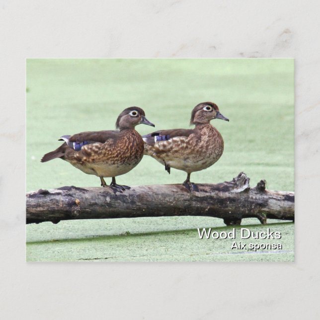 Carte postale Bois de canard (femelles) (Devant)