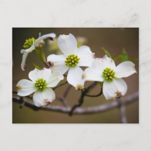 Carte Postale Bois de chien en fleurs