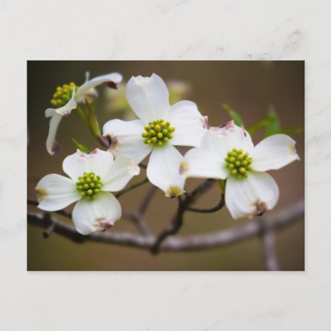 Carte Postale Bois de chien en fleurs (Devant)