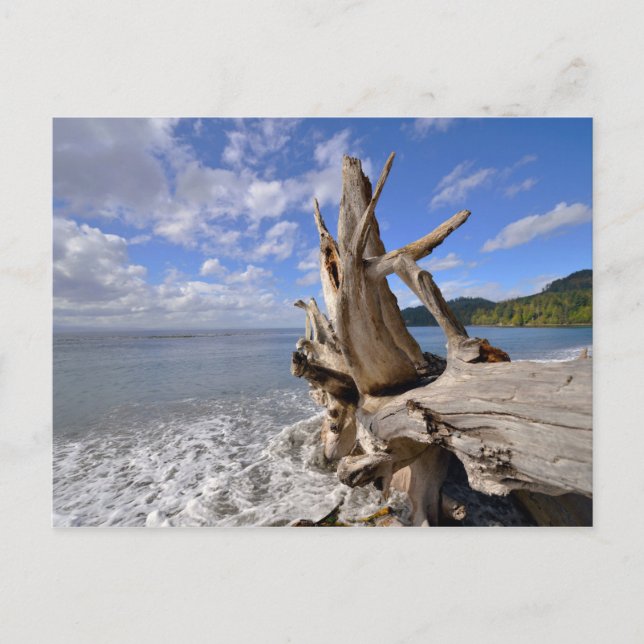 Carte Postale Bois Dérivé Sur Le Rivage De French Beach (Devant)