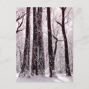 CARTE POSTALE BOIS FORESTIER NEIGE HIVER SCÉNARIO
