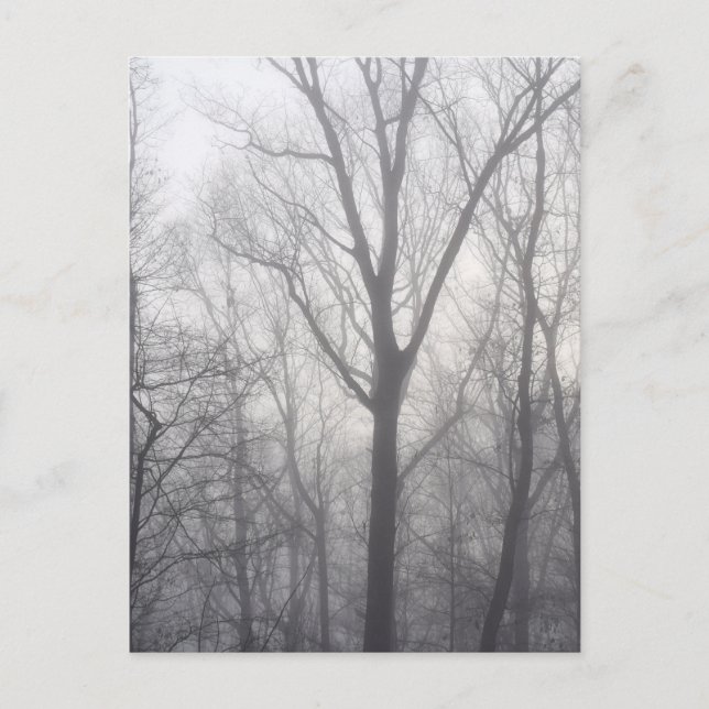 Carte Postale Bois gris des arbres (Devant)