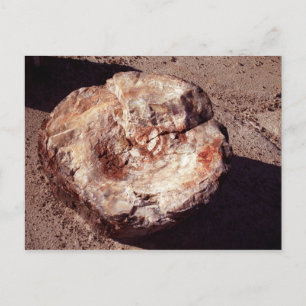 Carte Postale Bois petrifié avec ombres Arizona Photo