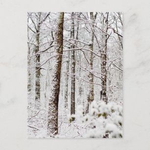 Carte Postale Bois Pocono neigeux