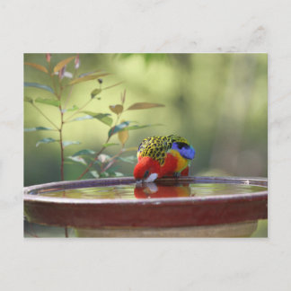 Carte Postale Boisson de Rosella australien