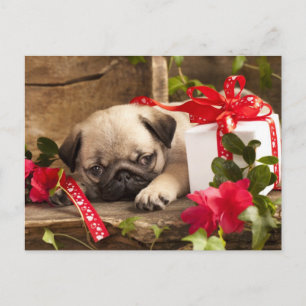 Carte Postale Boîte à carlins et à cadeaux