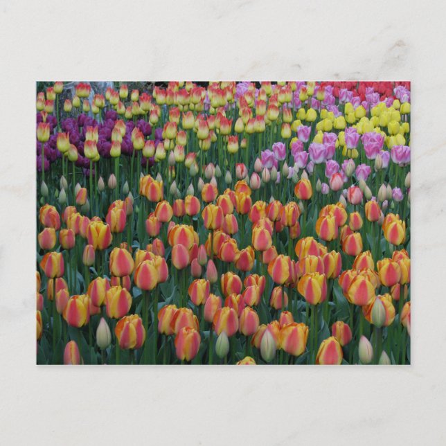 Carte Postale Boîte à peinture (Devant)