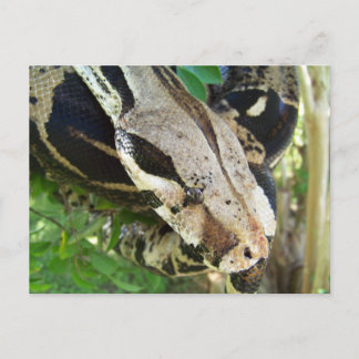 Carte Postale Boite à queue rouge