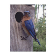 Carte postale Boîte de nid Bluebird