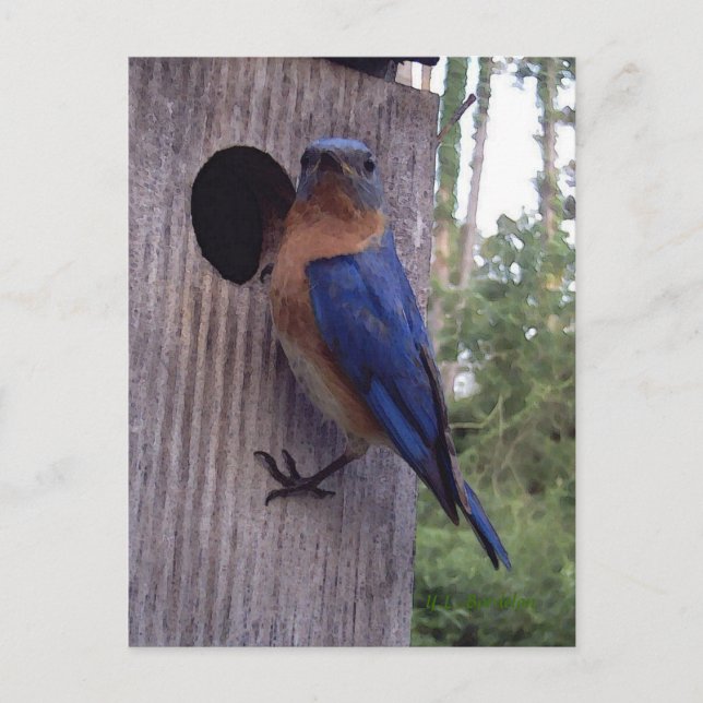 Carte postale Boîte de nid Bluebird (Devant)