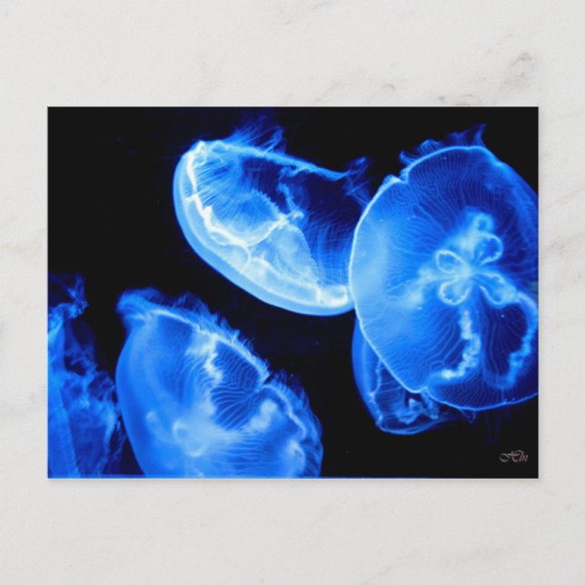 Carte Postale Boîte Jellyfish (Devant)
