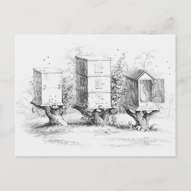 Carte Postale Boîtes d'abeilles vintages Miel (Devant)