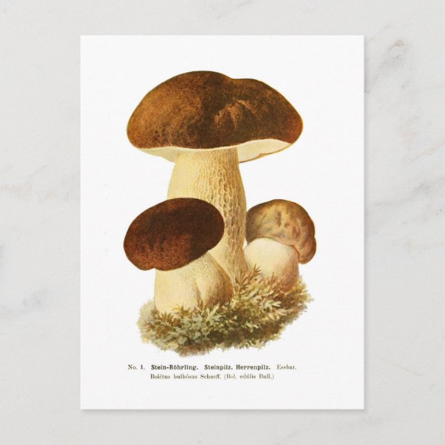 Carte Postale Boletus bulbosus (Devant)
