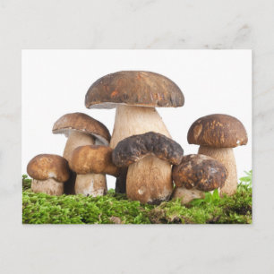 Carte Postale Boletus Edulis