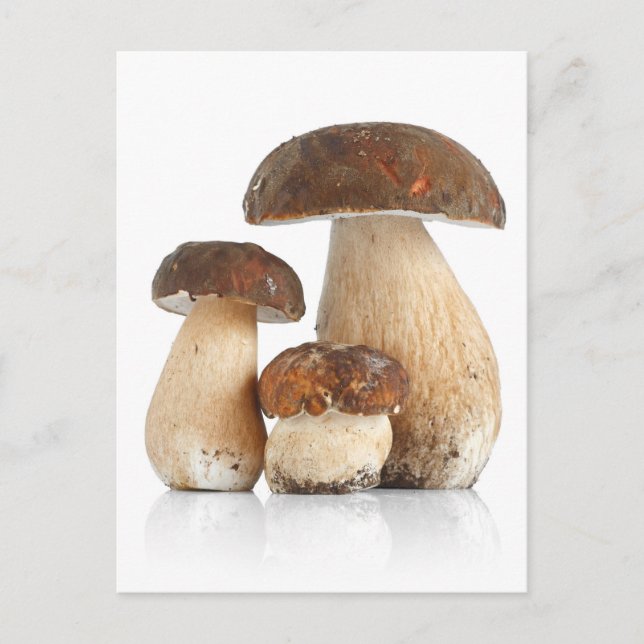 Carte Postale Boletus edulis (Devant)