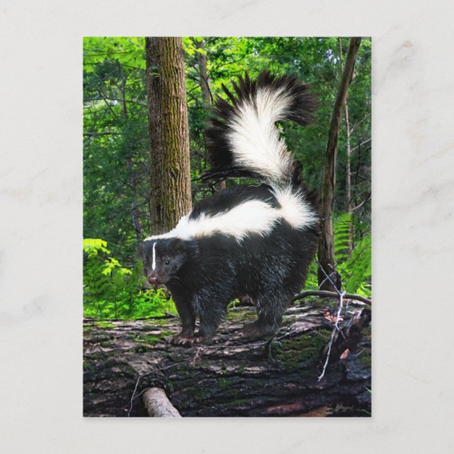 Carte postale "Bomba" (Devant)