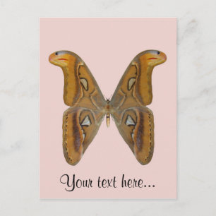 Carte Postale Bombyx atlas