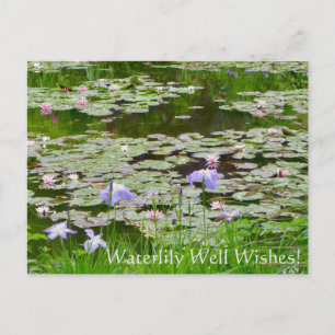 Carte Postale Bon Voeux nénuphar !