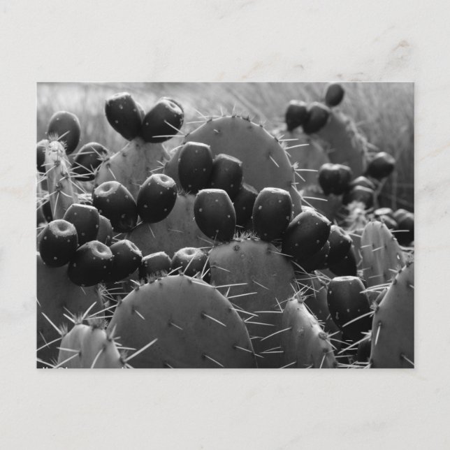 Carte Postale Bonbons de cactus (Devant)