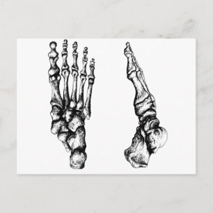 Carte Postale Bones of the human foor.