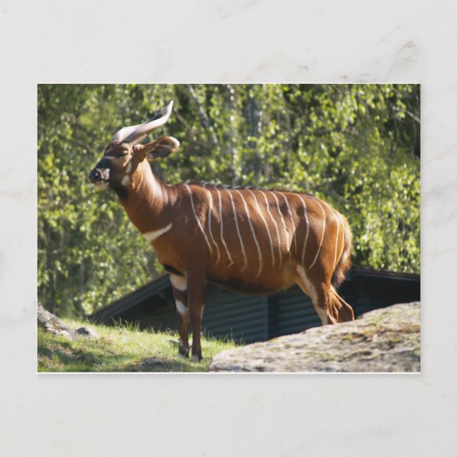 Carte Postale Bongo (Devant)