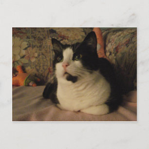 CARTE POSTALE BONGO