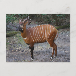 Carte postale Bongo (Antelope)