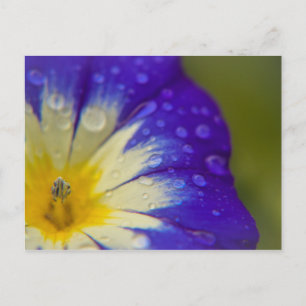 Carte Postale Bonheur