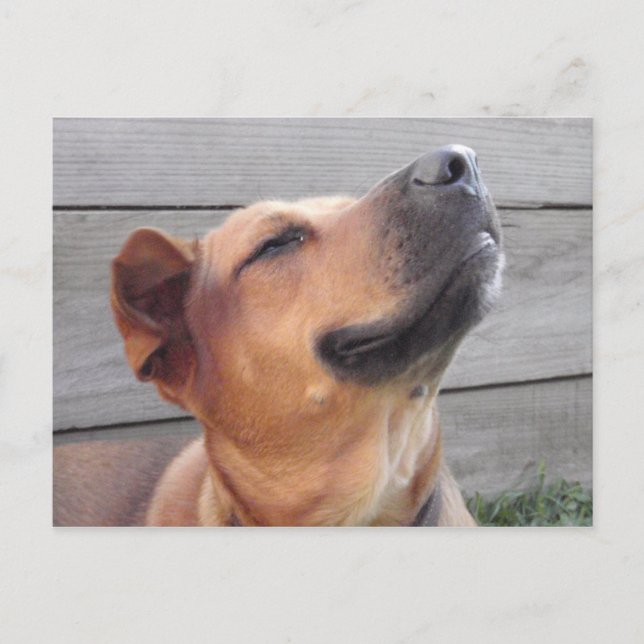 Carte Postale Bonheur absolu (Devant)