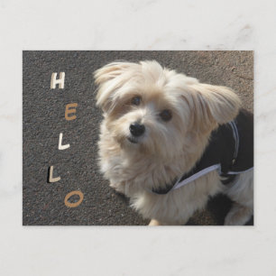 Carte postale BONJOLO Petit Chien