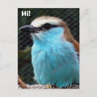 Carte Postale Bonjour !