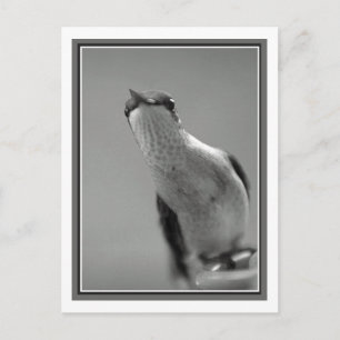 Carte Postale Bonjour