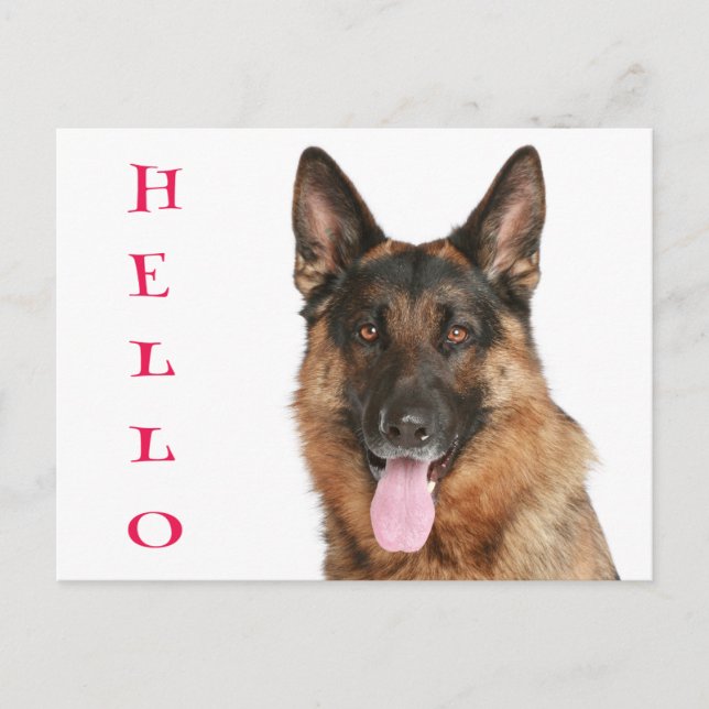 Carte Postale Bonjour Allemand Berger Chien Chien Chien Chien Bl (Devant)